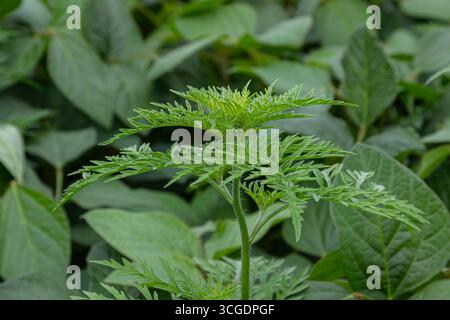 Gemeiner Ragweed lebt in einer dichten grünen Landschaft, die sich durch zerklüftete Blätter und leuchtende grüne Farbe auszeichnet, die oft auf Feldern und in gestörten Gebieten zu sehen ist. Stockfoto