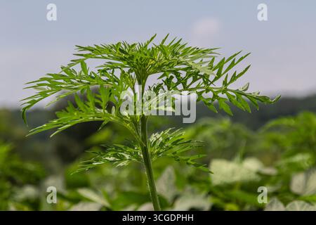 Ragweed, bekannt für seine fein geteilten Blätter, gedeiht im ländlichen Raum unter hellem Himmel, der sein charakteristisches grünes Laub während des G zeigt Stockfoto