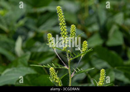 Ragweed zeigt seine charakteristischen gelben Blüten vor einer lebendigen grünen Kulisse, die in der Spätsommersaison in einem natürlichen Lebensraum gedeiht. Stockfoto