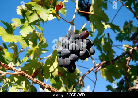 Ein Traubenstrauß, der auf einer Weinrebe wächst, mit blauem Himmel im Hintergrund. Ein hängender Haufen roter Trauben mit Blättern. Stockfoto