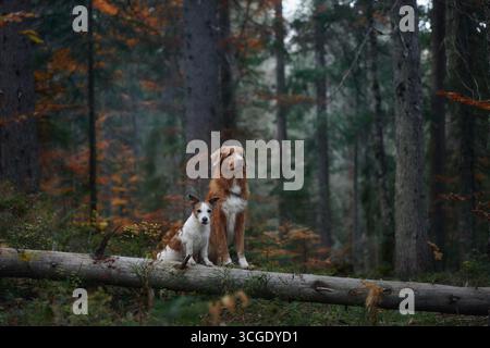 Ein Nova Scotia Duck Tolling Retriever und Jack Russell Terrier sitzen zusammen auf einem moosigen Baumstamm inmitten des Herbstwaldes. Die warmen Farben des Stockfoto