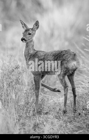 Rehbock-Hirsch Stockfoto