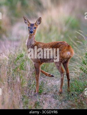 Rehbock-Hirsch Stockfoto
