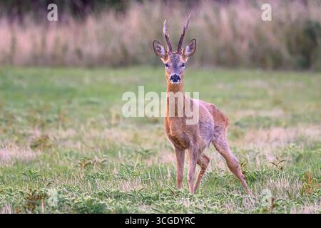 Rehbock-Hirsch Stockfoto