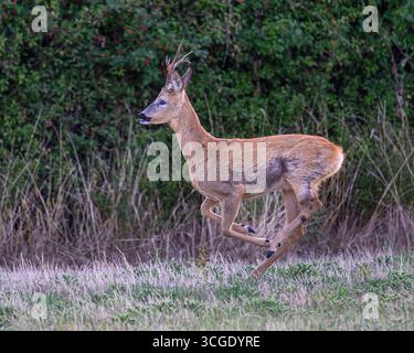 Rehbock-Hirsch Stockfoto