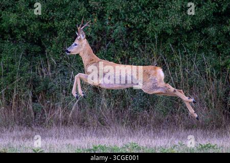 Rehbock-Hirsch Stockfoto