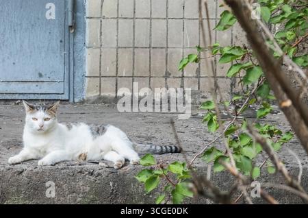 Weiße und graue Katze, die auf einer Betonoberfläche neben einer gekachelten Wand liegt und von grünen Blättern im Vordergrund umgeben ist, schafft ein ruhiges und friedliches Ur Stockfoto