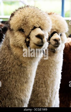 Nahaufnahme eines Paares Huacaya Alpaca mit Metalltüren und gelbem Stroh Stockfoto