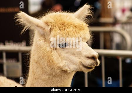 Nahaufnahme des Kopfes auf einem Huacaya Alpaca mit Metalltüren und gelbem Stroh Stockfoto
