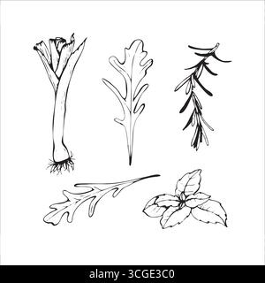 Handgezeichnetes Sketch-Set mit Kräutern und Grün Stock Vektor