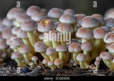 Focusstack einer großen Gruppe von Schwefelpilzen (Hypholoma fasciculare), die auf verfallendem Holz in einem Herbstwald grollen Stockfoto