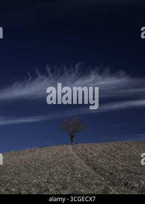 Blauer Himmel, weiße Wolke und einsamer Baum Stockfoto