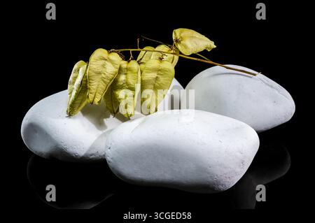 Getrocknete Samenkapseln einer Blasenpflanze liegen über glatten, weißen Steinen. Die zarten, papierartigen Schoten und dünnen Zweige sind gegen einen tiefschwarzen Rücken gesetzt Stockfoto