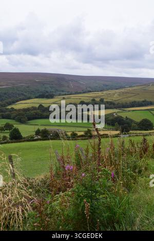 Yorkshire Landschaft, sanfte Hügel, langes Gras und feuerweed Stockfoto