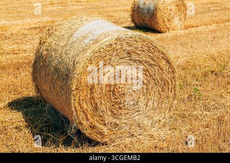 Nahaufnahme von runden Heuballen auf einem trocken geernteten Feld im Sommer, detaillierte Strohstruktur symbolisiert Landwirtschaft und ländliche Landwirtschaft. Selektiver Fokus. Stockfoto