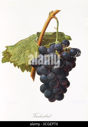 Ampelograhie, Sortenwissenschaft, Önologie, Weinbau, Trauben, Rebe, Frankenthal-Traube, eine mittelreife schwarze Tafeltraube aus Italien, digital aufgearbeitete Reproduktion eines Originals von Jules Tronca (1855 bis 1915), historisch Stockfoto