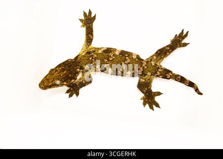 Exotisches Moos-Gecko-Reptil isoliert auf weiß, Raum für Text Stockfoto