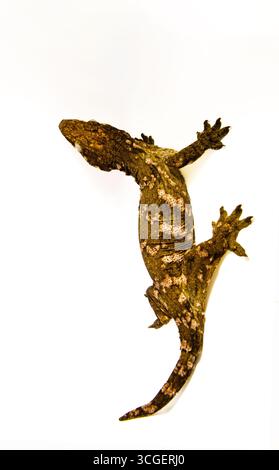 Neuer kaledonischer Moos-Gecko. Eidechse an einer weißen Wand, Platz für Text Stockfoto