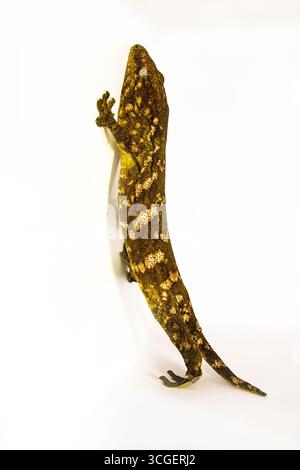 Reptilienfotografie von Moos Gecko isoliert, Echse auf weißem Hintergrund, Raum für Text Stockfoto