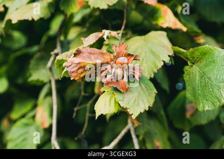 Frische Haselnüsse auf einem Zweig mit Blättern, Konzept der Herbstsaison Stockfoto