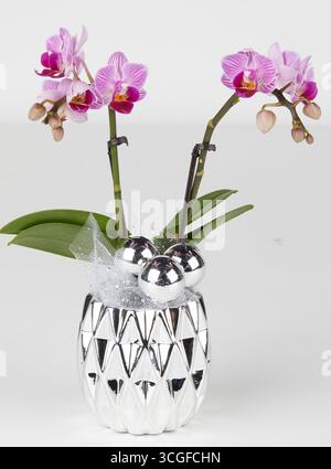 Rosafarbene Orchideen in einer Vase isoliert Natur Hintergrund mit Beschneidungspfad Stockfoto