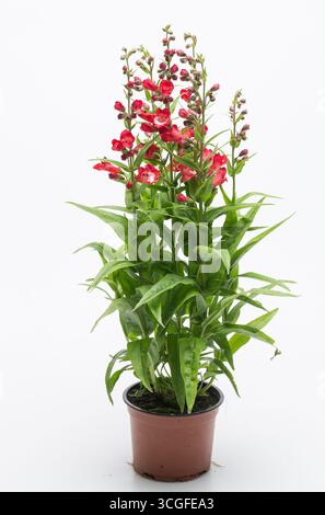 Pflanzen in Töpfen isolierter Naturhintergrund mit Beschneidungspfad Stockfoto