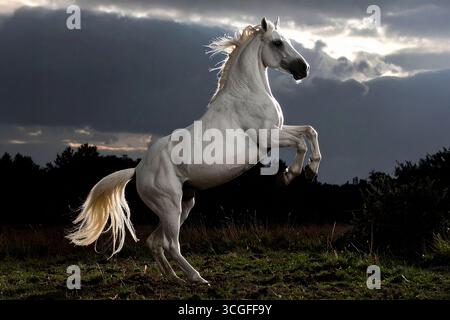 Der Hengst wuchs auf der Weide auf, sein glänzendes Fell schimmerte im Licht Stockfoto