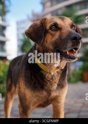 Mittelgroßer Hund mit gelbem Kragen in Stadtlage Stockfoto