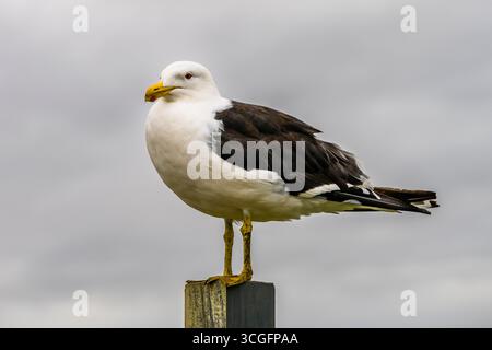 Seetangmöwe (Larus dominicanus) in Curio Bay, nahe Waikawa, Southland, Südinsel, Neuseeland Stockfoto