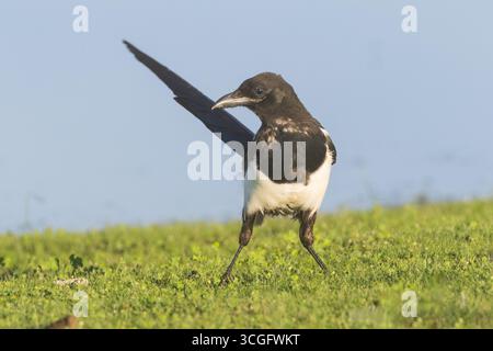 Schwarzschnabel-Elster (Pica hudsonia) jagen Insekten in der Nähe des Shugru Reservoir im Lassen County, Kalifornien. Stockfoto