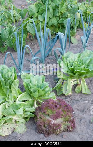 In einem lebendigen Garten finden sich Lauchreihen, verschiedene Salatsorten und üppige grüne Pflanzen, die im Sommer in gepflegten Böden gedeihen. Stockfoto