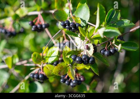 Frische Aronia-Zweige mit schwarzen Aronia-Früchten, die auf Büschen im sonnigen Garten wachsen, Konzept von gesunder Nahrung, Bio-Ernte und Naturschönheit Stockfoto
