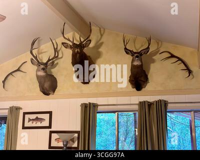 An der Wand montierte Hirsch- und Elchtaxidermie mit Geweihen in einem rustikalen Innenraum, einschließlich zusätzlicher Geweihe und einem gerahmten Fischbild. Stockfoto