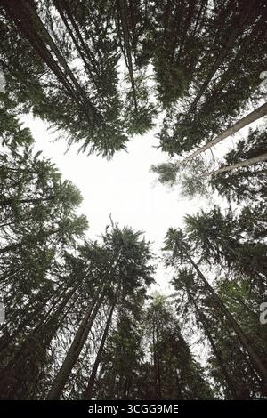 Hohe immergrüne Bäume, die ein Baldachin im Wald bilden, von Grund nach oben gesehen Stockfoto