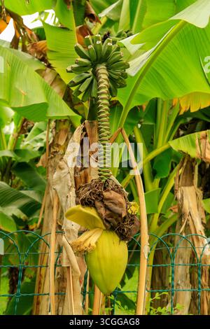 Bananen wachsen am Baum. Stockfoto