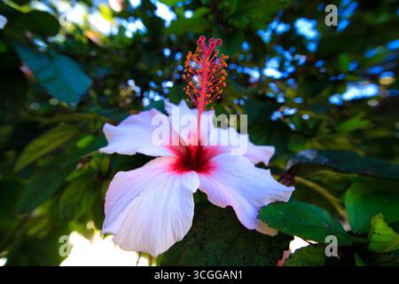 Rosafarbene Hibiskusblüte auf Baum an der Algarve, Portugal. Stockfoto
