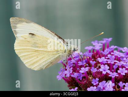 Eine Nahaufnahme des kleinen weißen Schmetterlings (Pieris rapae), der von einer Verbene-Blüte ernährt wird Stockfoto