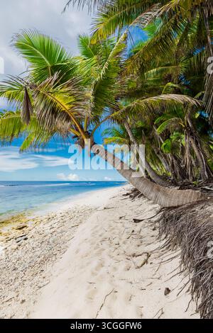Tropischer Paradies Strand mit schiefen Palmen, weißem Sand und Meer unter blauem Himmel Stockfoto