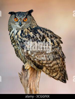 Eurasische Uhu (Bubo bubo) auf Baumstumpf, leuchtend orange Augen Stockfoto