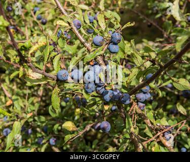 Reifende Schlemmerbeeren, Prunus spinosa, bildeten sich Ende August 2025 auf den Zweigen der Schwarzdornsträucher. Bald ist es an der Zeit, über Sloe Gin nachzudenken. Stockfoto