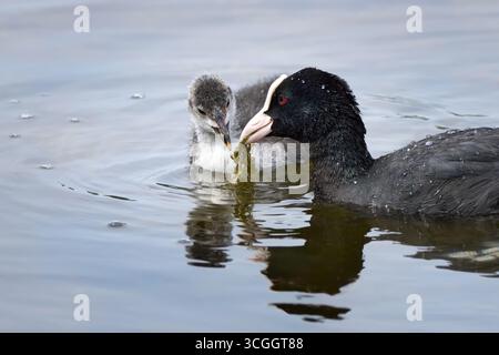 Eurasische Kuhne (Fulica atra), die Jungtiere mit Wasserpflanzen füttern Stockfoto