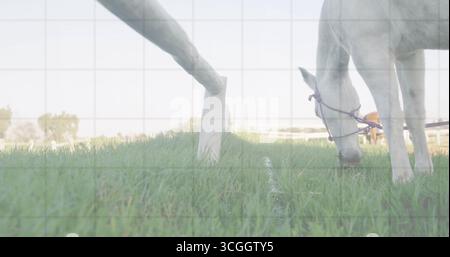Weidendes weißes Pferd mit violettem Seilhalter auf grüner Weide neben weißer Zaunschiene, Kopierraum Stockfoto