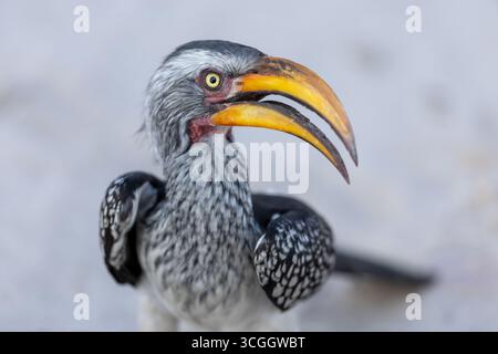 Porträt eines Südstaaten-Gelbschnabelschnabelschnabelschnabelschnabelschnabelschnabelschnabelschnabelschnabelschnabelschnabelschnabelschnabelschnabelschnabelschnabelschnabelschnabelschnabelschn Stockfoto