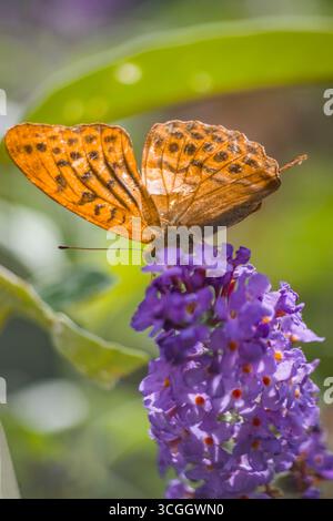 Orange und schwarzer Schmetterling auf einer Fuchsieblume Stockfoto