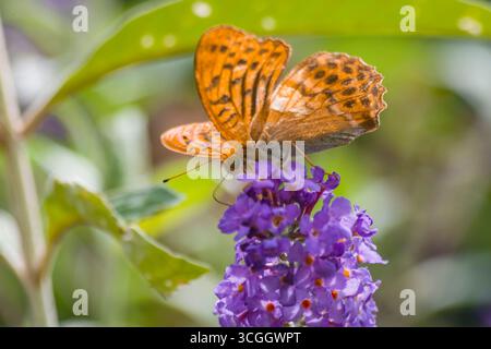 Orange und schwarzer Schmetterling auf einer Fuchsieblume Stockfoto