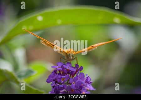Orange und schwarzer Schmetterling auf einer Fuchsieblume Stockfoto