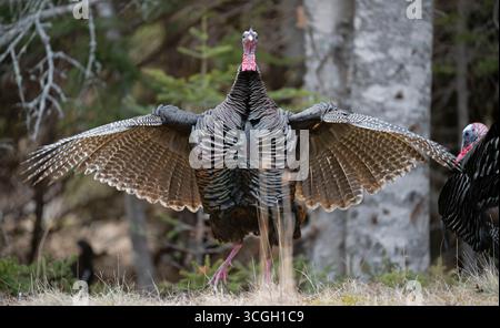 Wilder Truthahn (Meleagris gallopavo) Tom. März im Acadia-Nationalpark, Maine, USA. Stockfoto