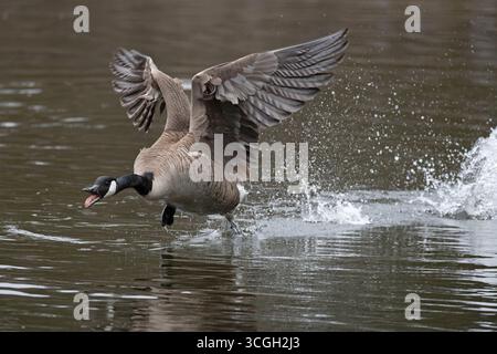 Kanadas-Gans (Branta canadensis) starten. April im Acadia-Nationalpark, Maine, USA. Stockfoto