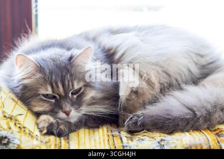 Eine ruhige graue Katze liegt bequem auf einer gelben Decke und genießt einen sonnigen Moment am Fenster, der Ruhe und Ruhe ausstrahlt. Stockfoto