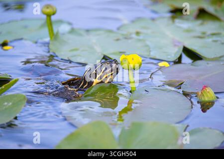 Florida Rotbauchkooter oder Florida Rotbauchschildkröte (Pseudemys nelsoni), die sich von einer Lilienblüte ernährt. März im Everglades National Park, Florida, USA Stockfoto